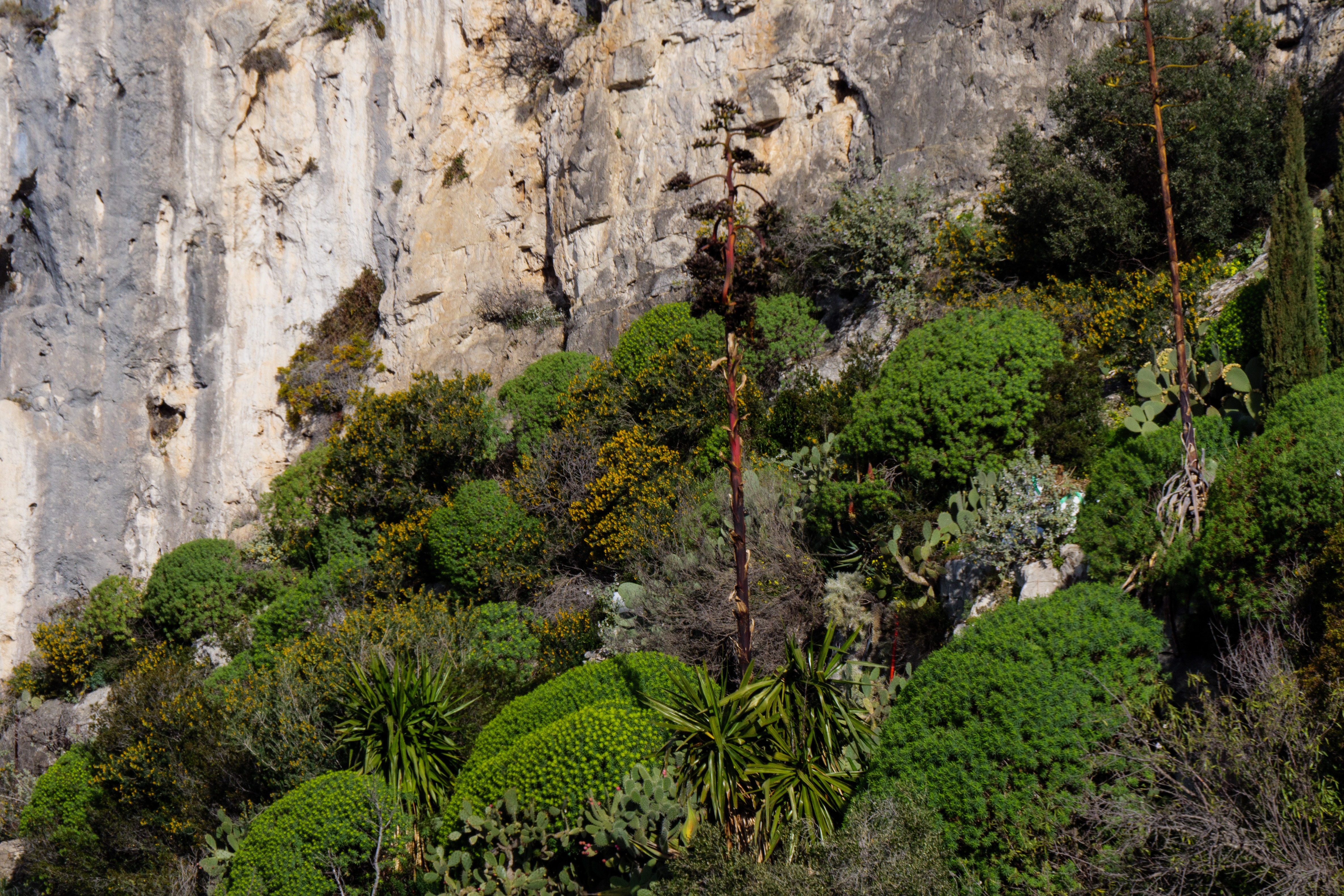 Kakteengarten von Eze